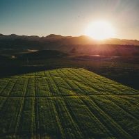 Agronomy