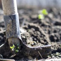 Soil Sampling